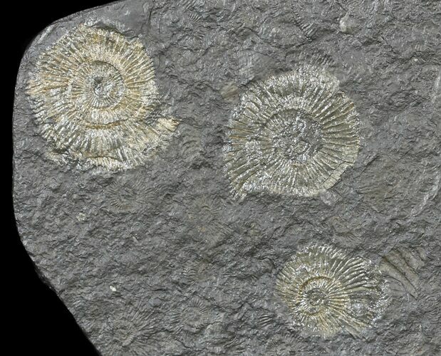 Dactylioceras Ammonite Cluster - Posidonia Shale #52904
